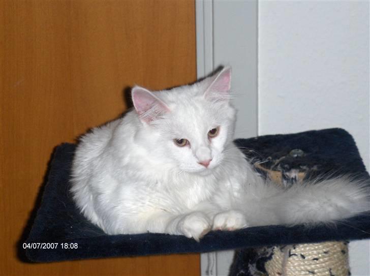 Maine Coon Watercoons White Iris billede 2