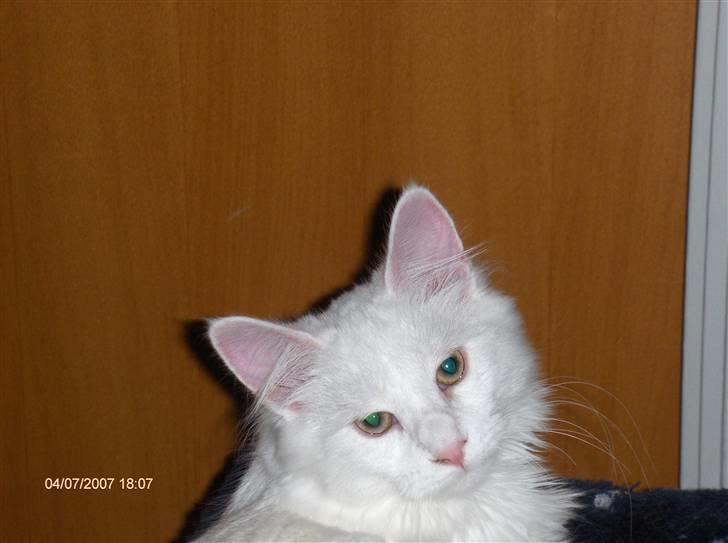 Maine Coon Watercoons White Iris billede 3