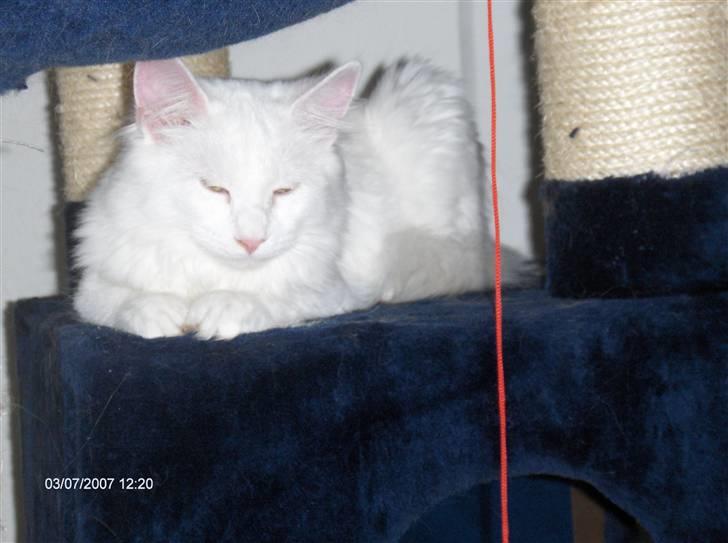 Maine Coon Watercoons White Iris billede 4