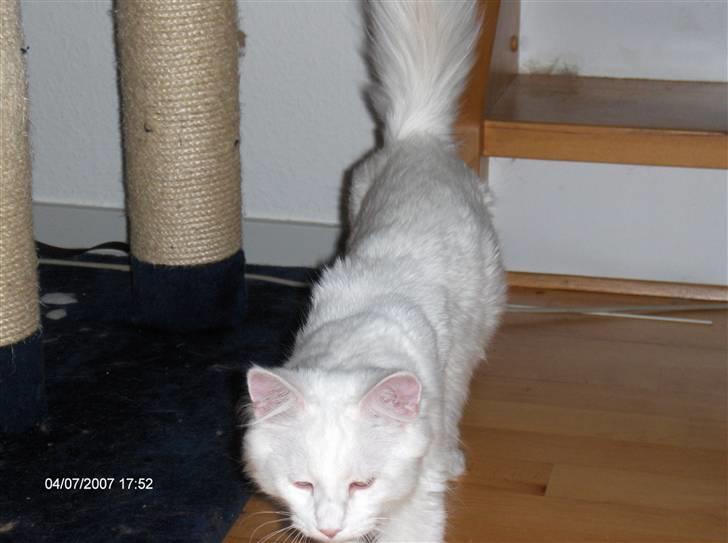 Maine Coon Watercoons White Iris billede 5