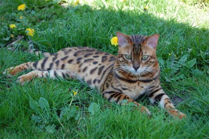 Bengal Leopardettes Lux of Lama billede 5