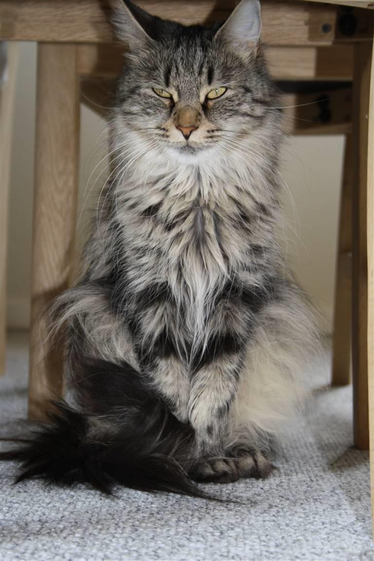 Maine Coon Mulle billede 16