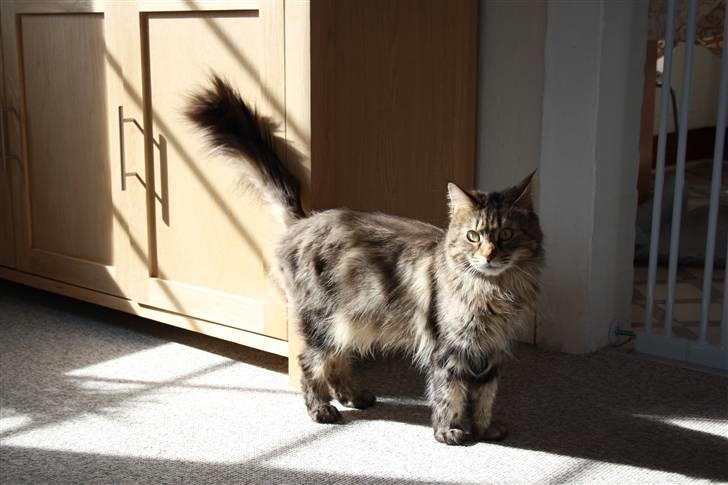 Maine Coon Mulle billede 17