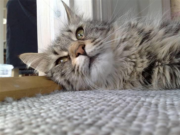 Maine Coon Mulle billede 18