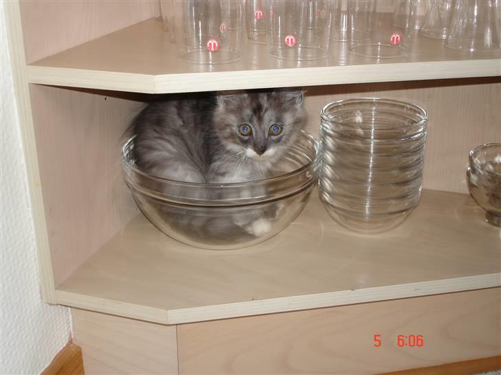 Maine Coon Taz (død) billede 7