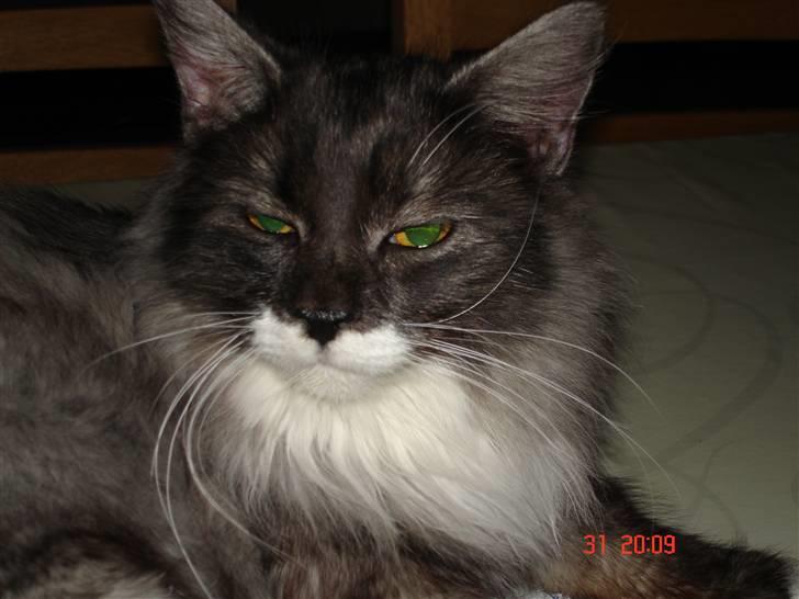 Maine Coon Taz (død) billede 8