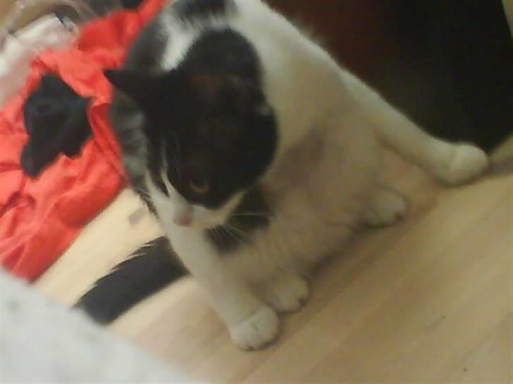 Huskat Tulle - Kan altså ikk gøre mig ren når i larmer sådan billede 1