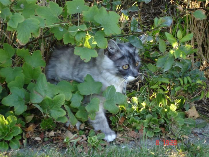 Maine Coon Taz (død) billede 9