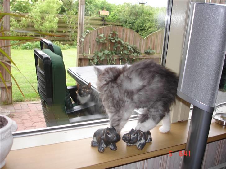 Maine Coon Taz (død) billede 10