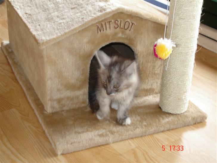 Maine Coon Taz (død) billede 11