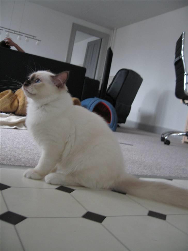 Hellig Birma Bailey's Irish Cream Song - Tja, så er vi ved at være en teenager ;) billede 8