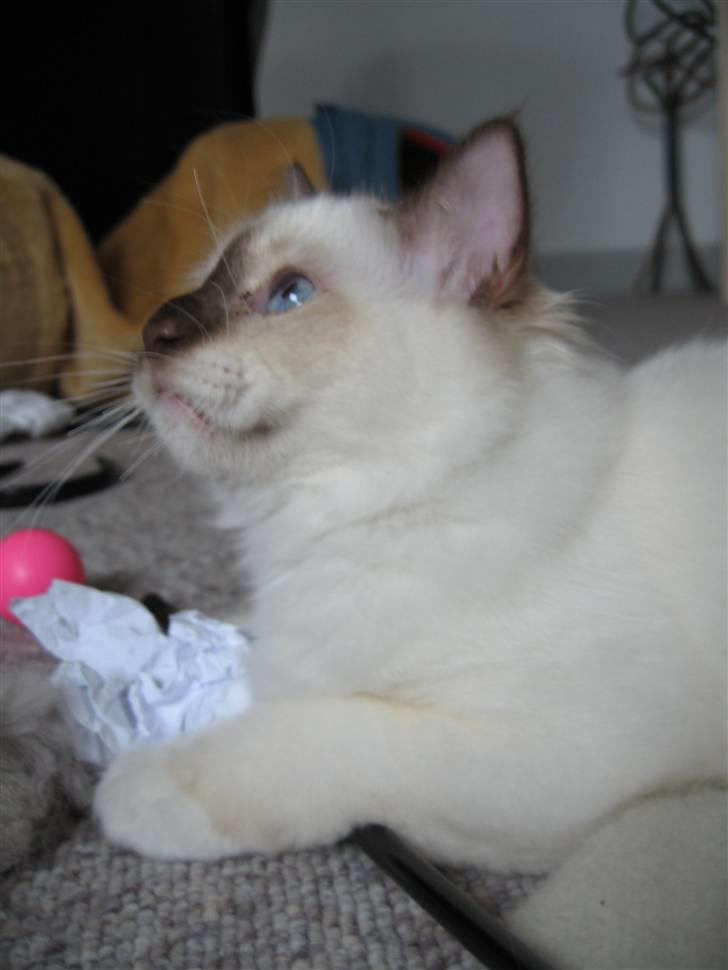 Hellig Birma Bailey's Irish Cream Song billede 9