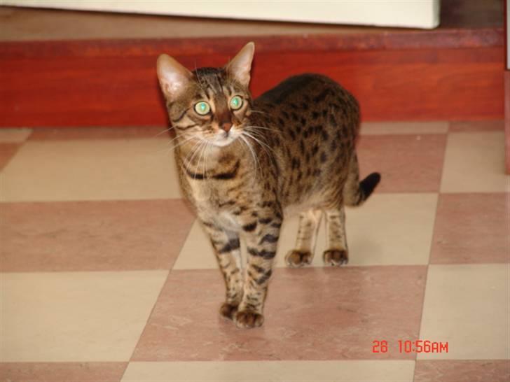 Bengal Ambala Af Fredenslund billede 1