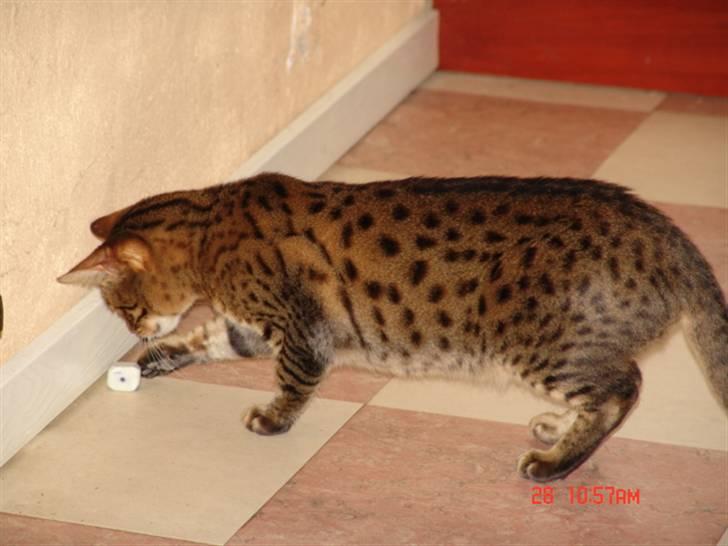 Bengal Ambala Af Fredenslund billede 2