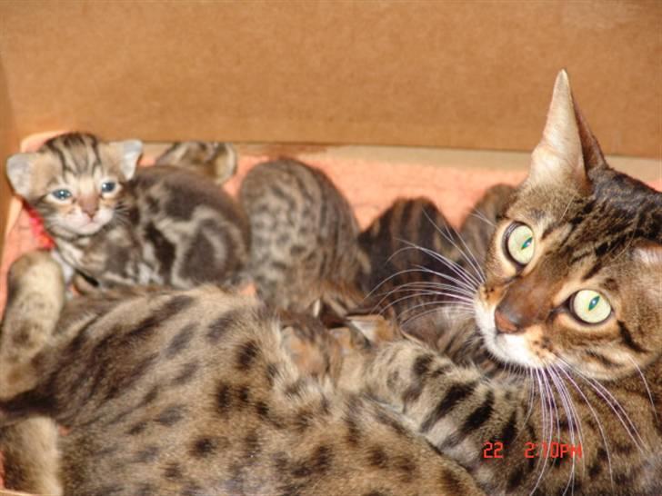 Bengal Ambala Af Fredenslund billede 3