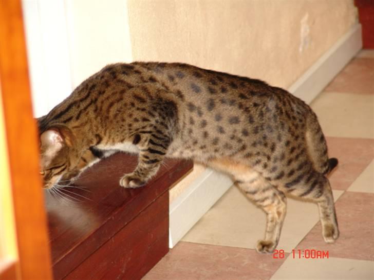 Bengal Ambala Af Fredenslund billede 4