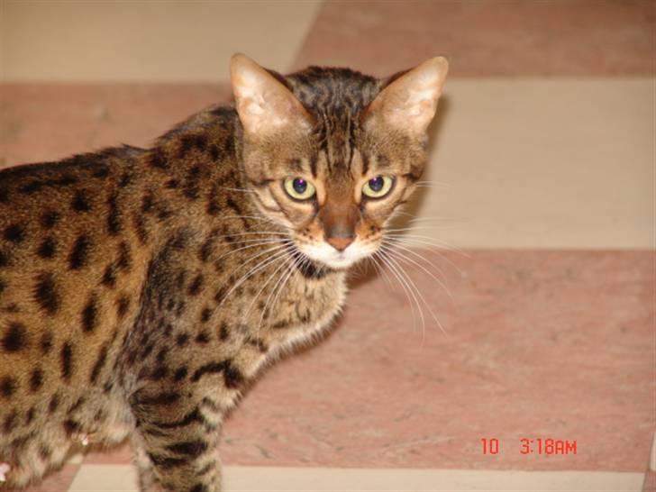 Bengal Ambala Af Fredenslund billede 5