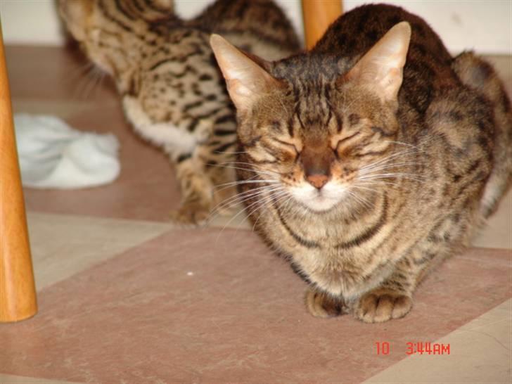 Bengal Ambala Af Fredenslund billede 6