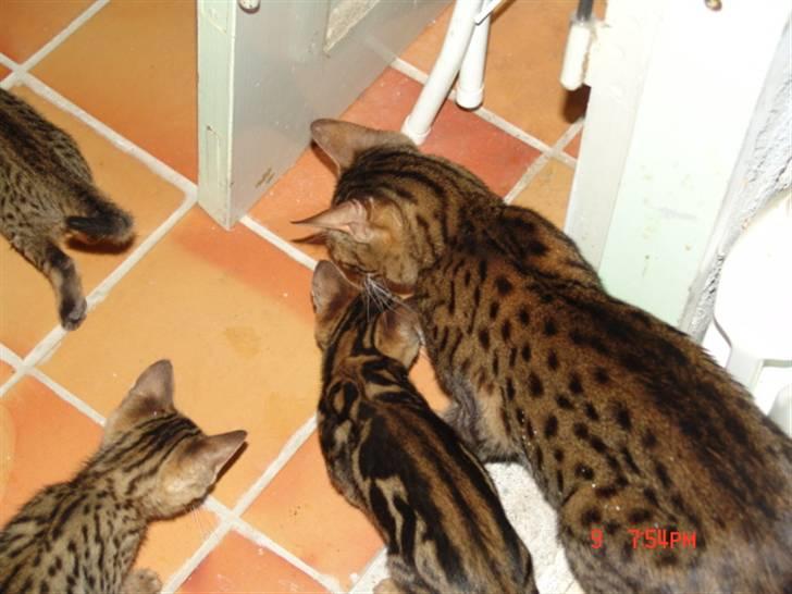 Bengal Ambala Af Fredenslund billede 7