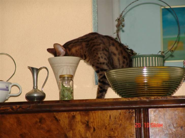 Bengal Ambala Af Fredenslund billede 8