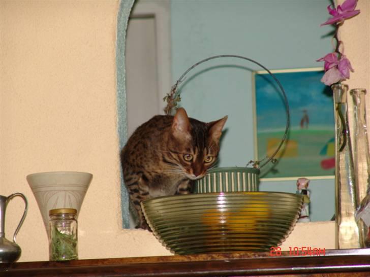 Bengal Ambala Af Fredenslund billede 10