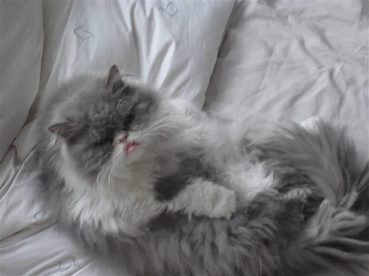 Perser Phillip blue bauer R.I.P - Jeq liqqer Faktiisk &&´ Soveeeer !? billede 11