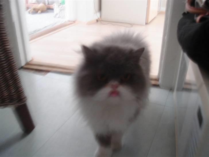 Perser Phillip blue bauer R.I.P billede 12