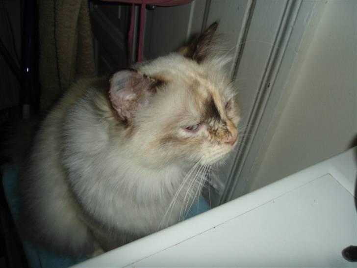 Hellig Birma Søsser billede 10