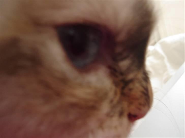 Hellig Birma Søsser billede 11