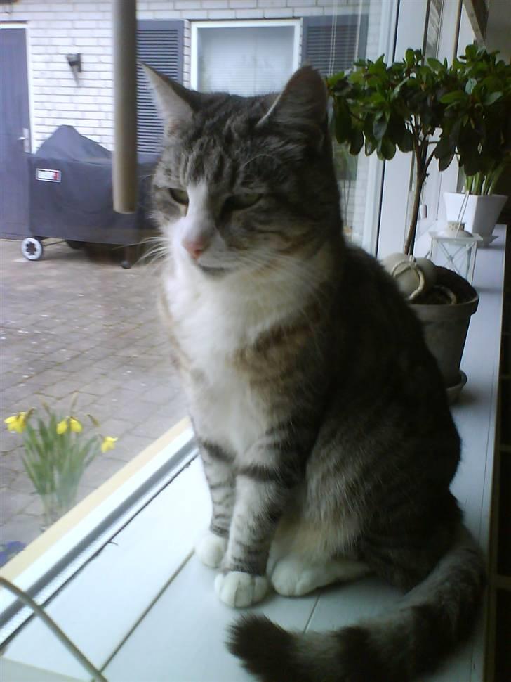Blanding af racer Cleo *Josefine's kat* - Cleo elsker at sidde i vinduet  ;) billede 1