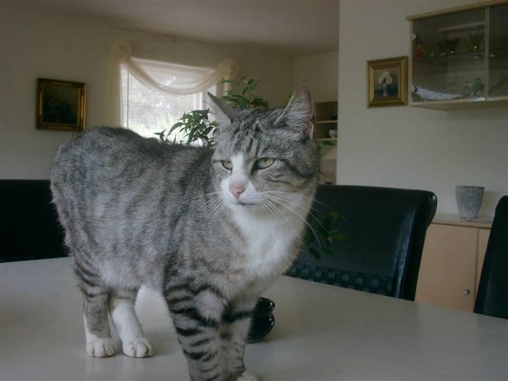 Blanding af racer Cleo *Josefine's kat* - Cleo ! billede 2