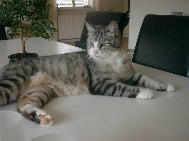 Blanding af racer Cleo *Josefine's kat* - Flotte Cleo ! billede 3