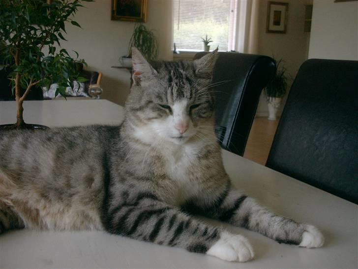 Blanding af racer Cleo *Josefine's kat* - Cleo ! billede 4