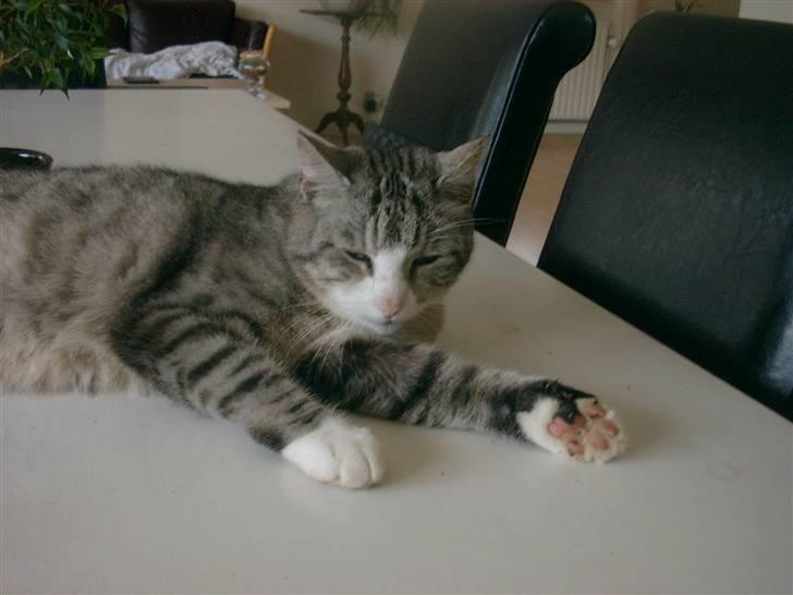 Blanding af racer Cleo *Josefine's kat* - Søde Cleo ! billede 5