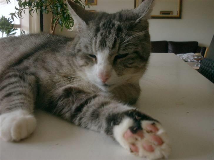 Blanding af racer Cleo *Josefine's kat* - Cleo ! billede 6