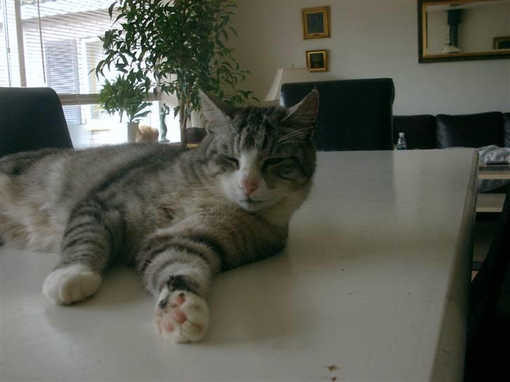 Blanding af racer Cleo *Josefine's kat* - Cleo ! billede 7