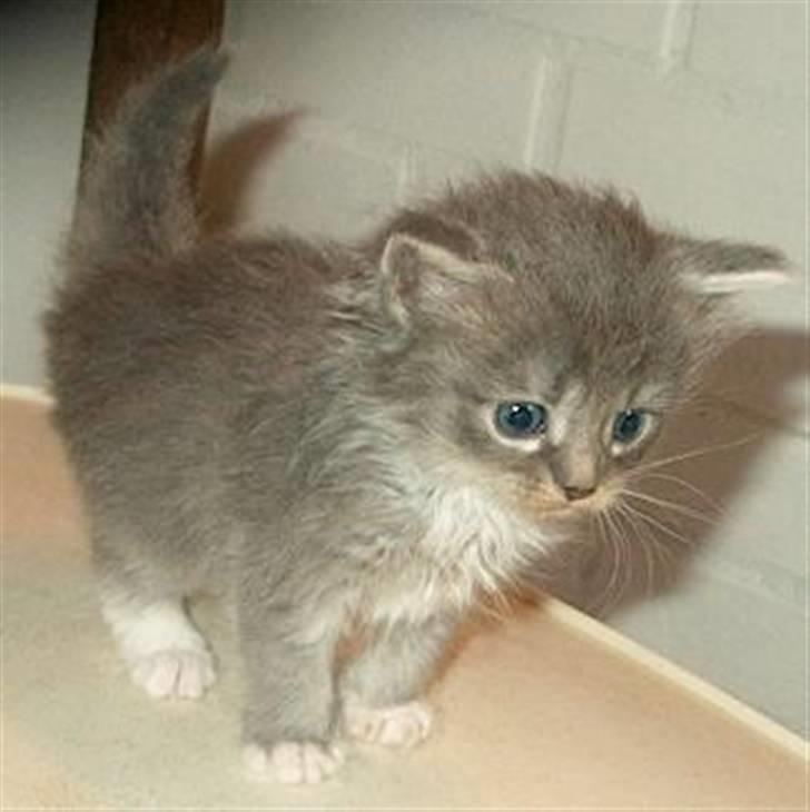 Norsk Skovkat Ronja - Min lille smukke pige, jeg glæder mig vildt til hun kommer hjem..... billede 1