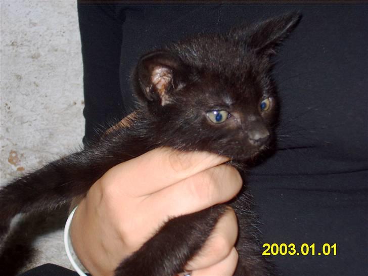 Blanding af racer Peter *Savner dig mus* - Hei jeg hedder Peter billede 1