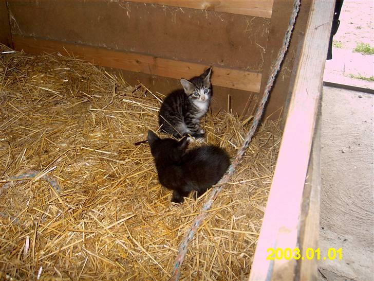 Blanding af racer Peter *Savner dig mus* - Her er jeg sammen med min bror og samtidig min bedste ven Garfield (Marianne R) billede 2