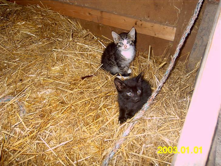 Blanding af racer Peter *Savner dig mus* - Og igen billede 3