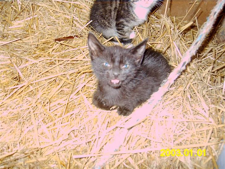 Blanding af racer Peter *Savner dig mus* - Jeg er lidt træt.. Bare en lille smagsprøve på mit smil  billede 4