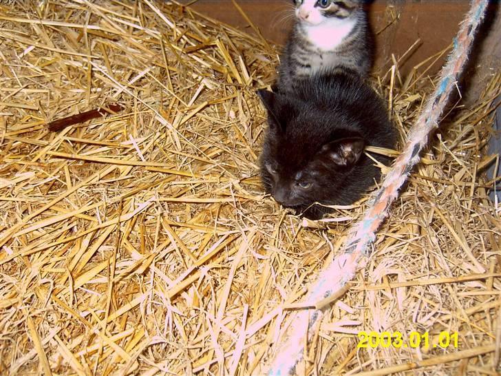 Blanding af racer Peter *Savner dig mus* - Arh godnat billede 5