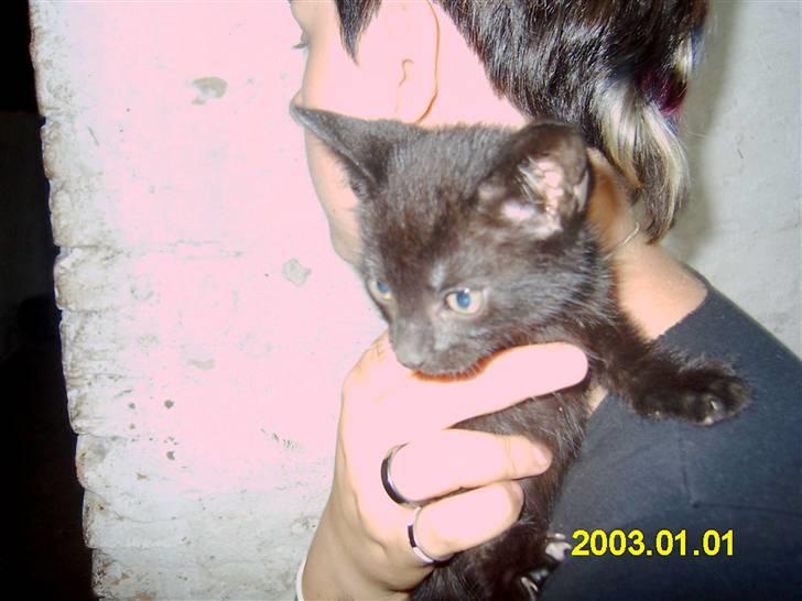 Blanding af racer Peter *Savner dig mus* - oki sidste billede billede 6