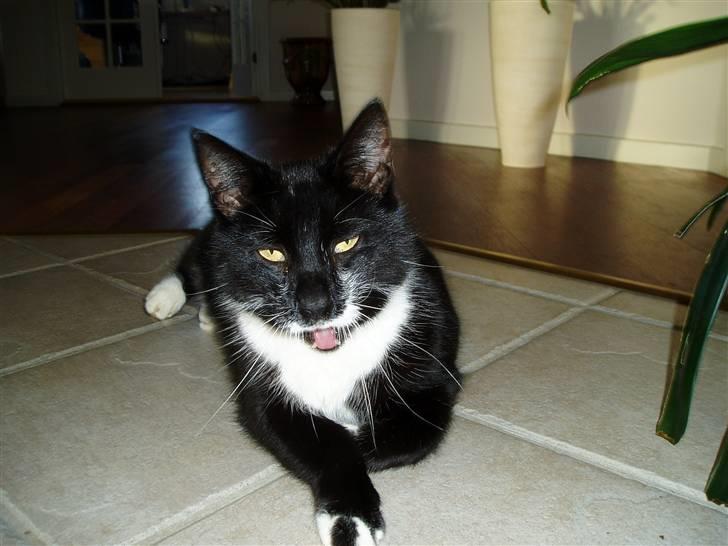 Huskat Bulder billede 10