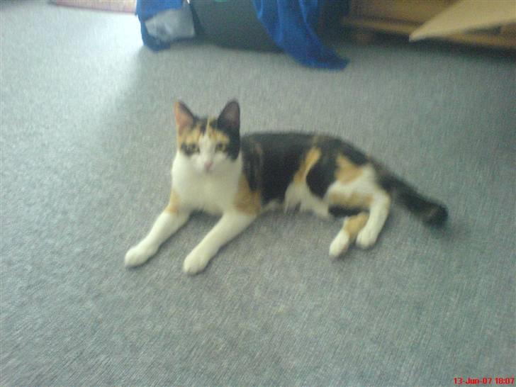 Blanding af racer olivia - puha det er sørme hårdt at være kat billede 1