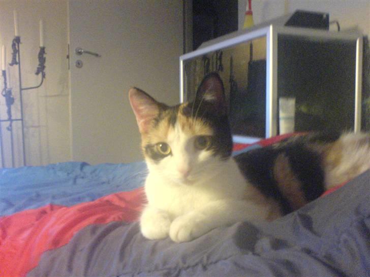 Blanding af racer olivia - olivia´s faste plads her ligger hun vær aften imens vi ser tv billede 2