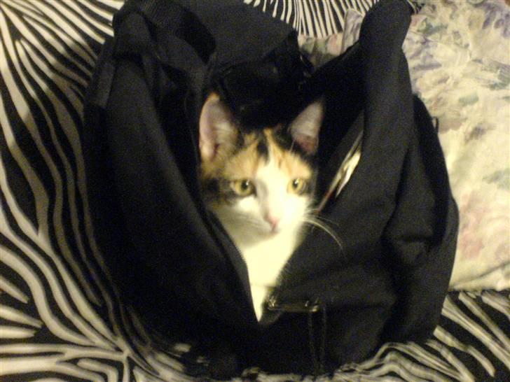 Blanding af racer olivia - det startede med at der kun var to cm åbent i min skoletaske men olivia besluyyede straks at hun skulle ind i tasken :b og det kom hun sørme også :p  billede 3