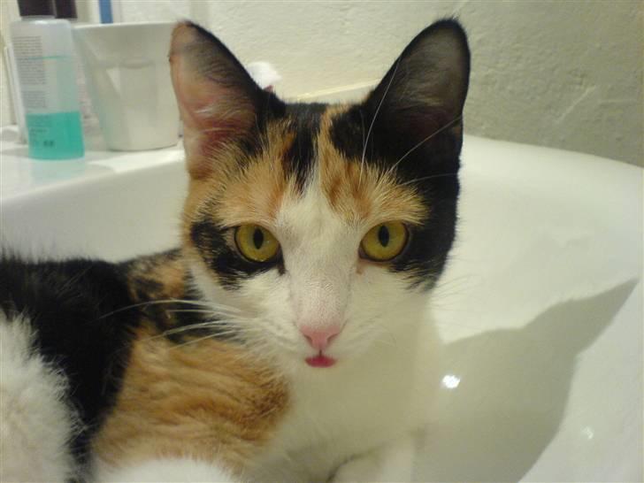 Blanding af racer olivia - de dage hvor der er rigtig varmt ved vi altid hvor vi kan finde olivia... nemlig i håndvasken ude på vores wc... og gad vide hvorfor jo fordi olivia er nemlig klog hun ved at det er nemlig der man kan få frisk vand billede 4