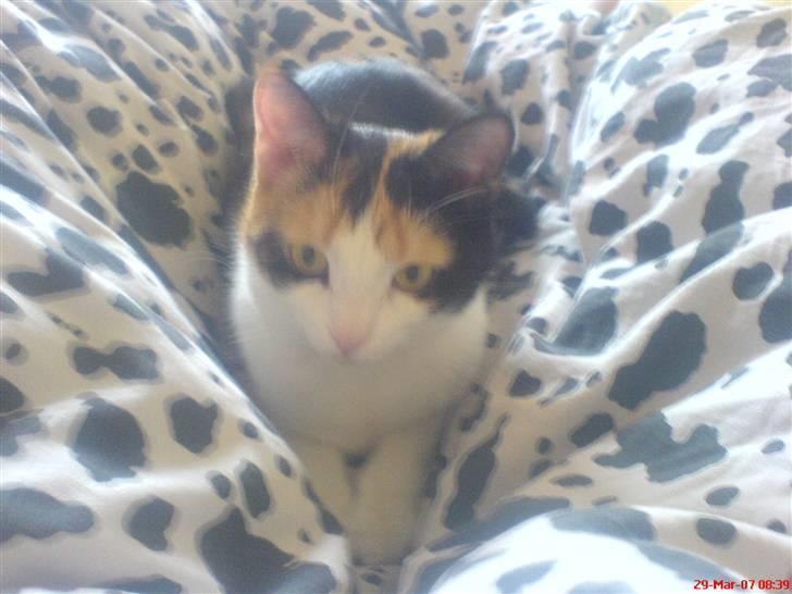 Blanding af racer olivia - olivia har sine egne rytmer og hvis jeg endag ikke er vågnet af vækkeuret så kommer hun springene op på maven af mig og så ligger humn bare der intil jeg vågner  billede 5