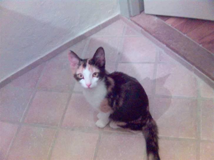 Blanding af racer olivia - straks hvis der er nogen der går ud på wc´et følger olivia med billede 6